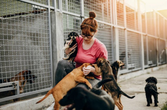 Top 20 Fundraising Ideas for Animal Shelters